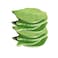 Funny live Leaf Sticky Note Pads Memo Pads AntiForgetting Reminder Note DIY Decoration Home WallPhoto Wall Decoration50 SheetsPad8 Pads400 Pages in Total