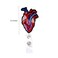 Rockapatch Valentines Day Cardiology Anatomy Heart Retractable Name Card Badge Holder Reel with Alligator Clip 24 inches Thick Pull Cord