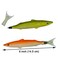 Maydahui 6 PCS Fish Ballpoint Pen Creative Novelty Pens Black Ink for School Office Home