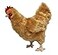 Adore Plush Adore 12 Standing Buffy The Hen Chicken Plush Stuffed Animal Toy