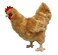 Adore Plush Adore 12 Standing Buffy The Hen Chicken Plush Stuffed Animal Toy