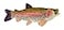 Adore Plush Adore 16 Sierra Rainbow Trout Plush Stuffed Animal Walltoy Wall Mount