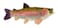 Adore Plush Adore 16 Sierra Rainbow Trout Plush Stuffed Animal Walltoy Wall Mount