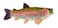 Adore Plush Adore 16 Sierra Rainbow Trout Plush Stuffed Animal Walltoy Wall Mount