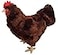 Adore Plush Adore 12 Standing Rosie the Hen Chicken Plush Stuffed Animal Toy