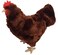 Adore Plush Adore 12 Standing Rosie the Hen Chicken Plush Stuffed Animal Toy