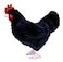 Adore Plush Adore 12 Standing Aussie the Hen Chicken Plush Stuffed Animal Toy
