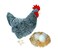 Adore Plush Adore 12 Barbara the Hen Chicken with Eggs Nest Stuffed Animal Plush Toy