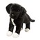 Douglas Twister Black LabPit Bull Mix Plush Stuffed Animal 16inch Long