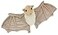 MerryMakers Stellaluna Plush Doll 8Inch