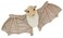 MerryMakers Stellaluna Plush Doll 8Inch