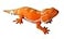 Adore Plush Adore 21 Carrot the Bearded Dragon Lizard Stuffed Animal Plush Toy