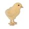 HANSA Chick Plush Toy