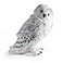 The Noble Collection Harry Potter Hedwig Collector Plush