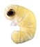GIANT MICROBES GIANTmicrobes Bookworm Plush Learn About Science Microbes Books and Worms with This Adorable Gift for Friends Family Readers Librarians Scientists Bibliophiles Insect Fans and Nature Lo
