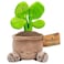 Russ Greenhouse 12Inch Pilea Plant Plush Ultrasoft Official Jazwares Plush Ages 3