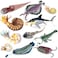 RCOMG 11PCS Prehistoric Sea Creatures Toys Ancient Cambrian Ocean Animal Figurines Plastic Educational Marine Animal Figures for Cake Topper School Project Learning Toy