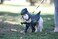 California Costumes Pupasaurus Rex Dog Costumes Medium