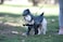 California Costumes Pupasaurus Rex Dog Costumes Medium
