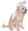 Rubies Angel Pet Halo Wing Set for Dogs or Cats SM