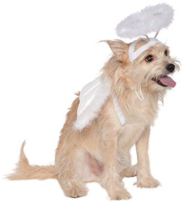 Rubies Angel Pet Halo Wing Set for Dogs or Cats SM