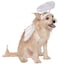 Rubies Angel Pet Halo Wing Set for Dogs or Cats SM