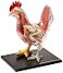 4D Master Vision Chicken Skeleton Anatomy Model Kit One Color