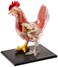 4D Master Vision Chicken Skeleton Anatomy Model Kit One Color