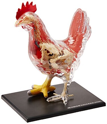 4D Master Vision Chicken Skeleton Anatomy Model Kit One Color