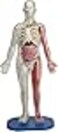 SMARTLAB Toys Squishy Human Body with 21 Removable Body Parts with Anatomy Book