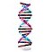 VIUJUH HMANE DNA Models Double Helix Model Components Science Educational Teaching Instrument Toy