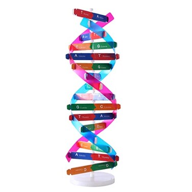 VIUJUH HMANE DNA Models Double Helix Model Components Science Educational Teaching Instrument Toy