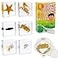 EJLIFEBOX 6 PCS Marine Life Specimen SetHermit CrabFiddler CrabStarfishNassariidaeSea Cucumber Chiromantes Dehaani Resin Collection Science Toys