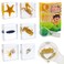 EJLIFEBOX 6 PCS Marine Life Specimen SetHermit CrabFiddler CrabStarfishNassariidaeSea Cucumber Chiromantes Dehaani Resin Collection Science Toys