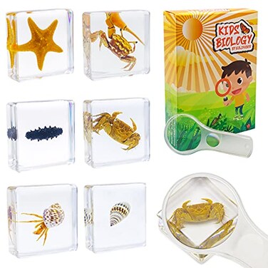 EJLIFEBOX 6 PCS Marine Life Specimen SetHermit CrabFiddler CrabStarfishNassariidaeSea Cucumber Chiromantes Dehaani Resin Collection Science Toys