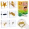 EJLIFEBOX 6 PCS Marine Life Specimen SetHermit CrabFiddler CrabStarfishNassariidaeSea Cucumber Chiromantes Dehaani Resin Collection Science Toys