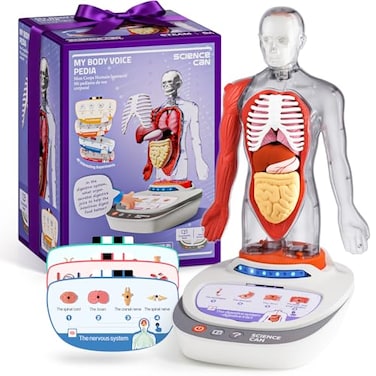 Science Can Human Body Model for Kids Interactive Human Anatomy Talking Model 11 Inch Realistic Anatomical Assembly Kit 15PCS Removable Parts Guide Educational STEM Toys Gifts for Kids Aged 6