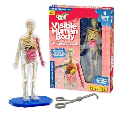 Thames & Thames Kosmos Ooze Labs Visible Human Body with Squishable Organs