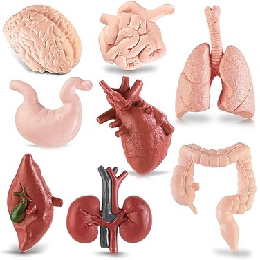 HFAYDZSW Mini Human Body Model for Kids 8PCS Body Parts Sets Anatomy Toys 3D Anatomy and Physiology Study Tools for Students Class Learning