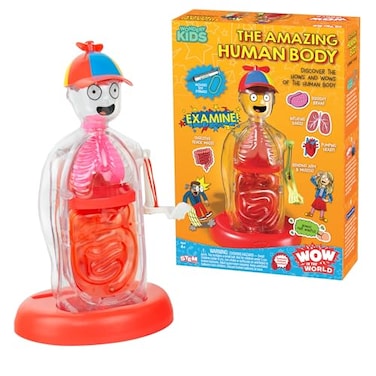 Thames & Wow in The World The Amazing Human Body Kit by Thames Kosmos Interactive Mechanical Anatomy Model wPumping Heart Lungs Digestive Tract GlowinTheDark Bones Brain More Science for Ages 4