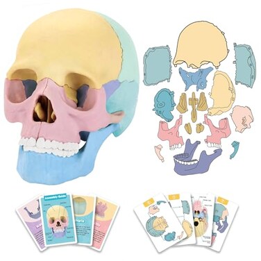 LUCKY GUESS 2026 New Human Anatomy Skull Model 17 Part Puzzle with 10 Knowledge Flash Cards Detachable PalmSized Mini Medical Model Clinic Teaching Equipment STEM Toy Gift for Kids