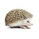 Safari Ltd. Safari Ltd Hedgehog Figurine Detailed 35 Plastic Model Figure Fun Educational Play Toy for Boys Girls Kids Ages 18M