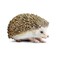 Safari Ltd. Safari Ltd Hedgehog Figurine Detailed 35 Plastic Model Figure Fun Educational Play Toy for Boys Girls Kids Ages 18M