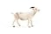 Papo Realistic White Goat Figure Ages 3 Farm Life Collection Educational Play Farm Animals Gift Idea Toy for Girls and Boys