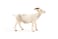Papo Realistic White Goat Figure Ages 3 Farm Life Collection Educational Play Farm Animals Gift Idea Toy for Girls and Boys