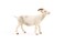 Papo Realistic White Goat Figure Ages 3 Farm Life Collection Educational Play Farm Animals Gift Idea Toy for Girls and Boys