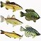 Toy Fish Factory American Angler Collection Set Figurines Largemouth Bass Catfish Bluegill Crappie Striper Educational Cake Topper 3 Long