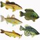 Toy Fish Factory American Angler Collection Set Figurines Largemouth Bass Catfish Bluegill Crappie Striper Educational Cake Topper 3 Long