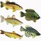 Toy Fish Factory American Angler Collection Set Figurines Largemouth Bass Catfish Bluegill Crappie Striper Educational Cake Topper 3 Long