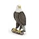 Papo Realistic Bald Eagle Figure Ages 3 Wild Life Collection Educational Play Birds of Prey Gift Idea Toy for Girls and Boys